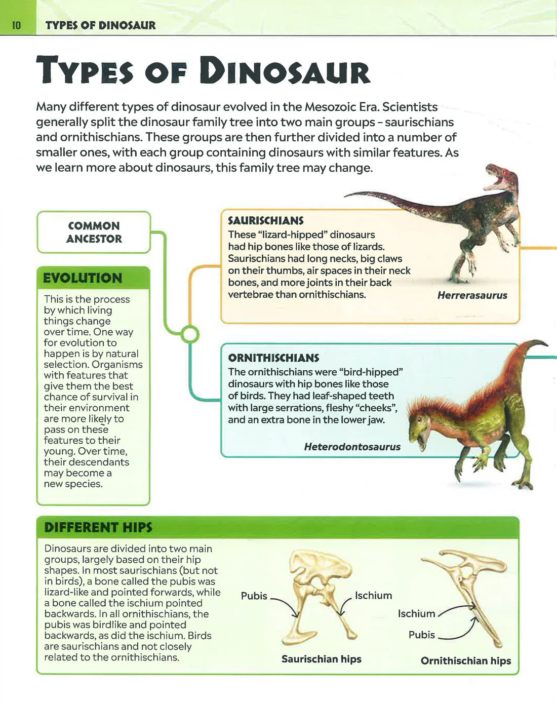 DK Extraordinary Dinosaurs & Other Prehistoric Life Visual Encyclopedia