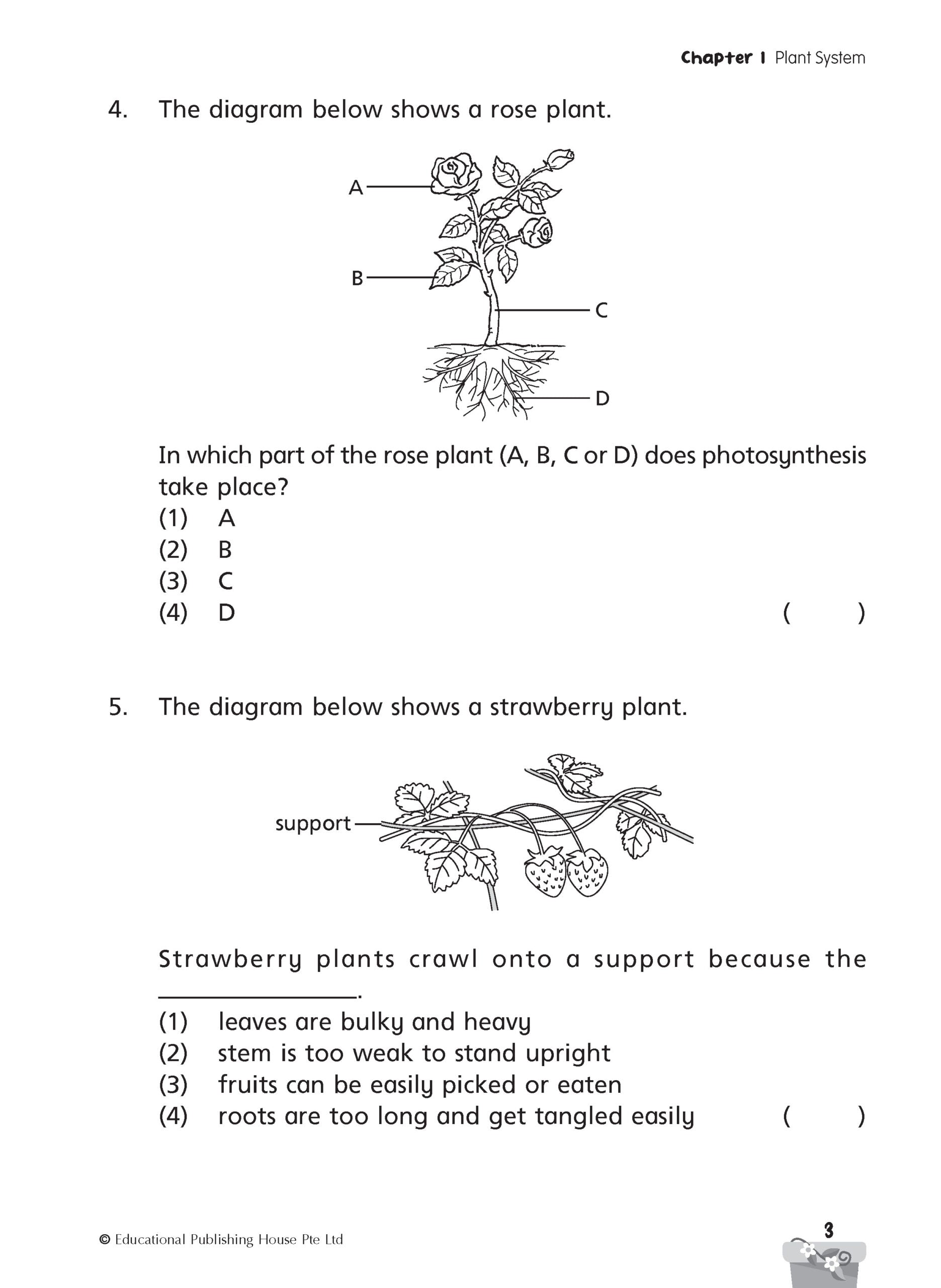 Primary 4 Science Progressive Practice