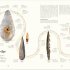  Humans: The Evolution of a Species