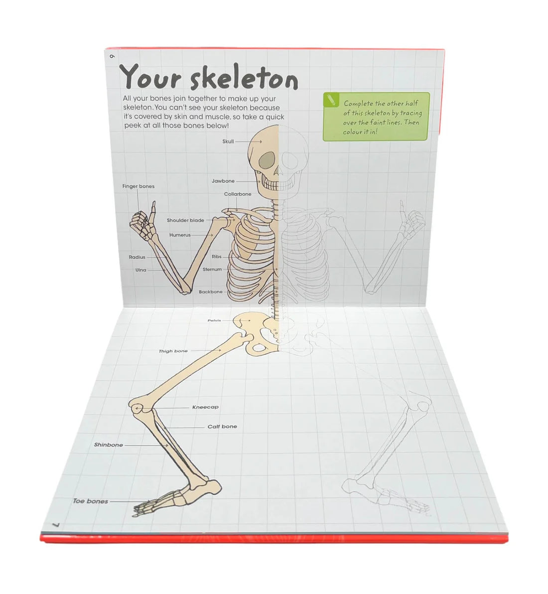 Factivity Magnetic Folder - Human Body - Novelty Book