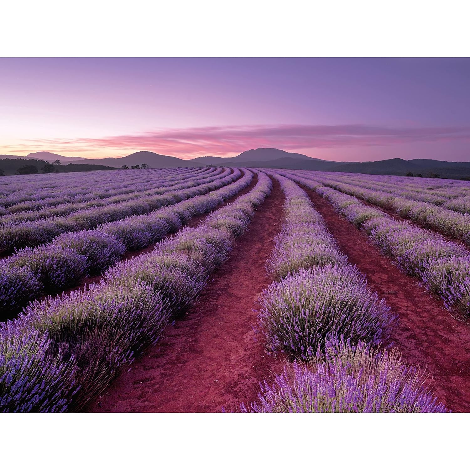 HINKLER ELEVATE SCENTED 500 PIECE JIGSAW: LAVENDER FIELDS