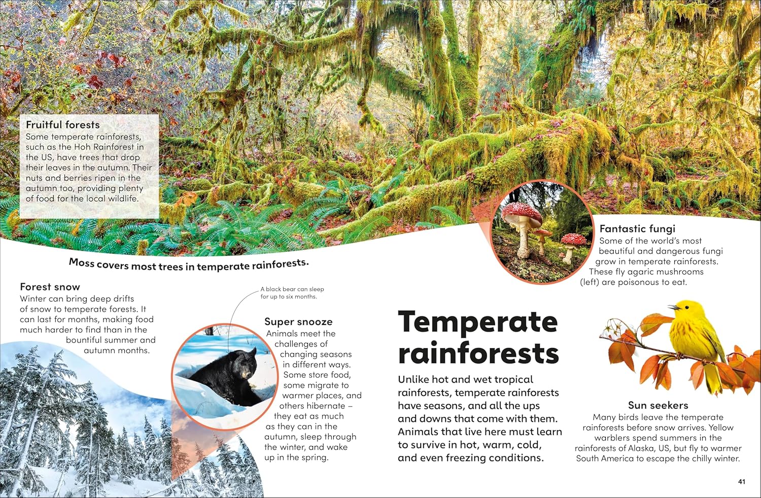 Eyewonder Rainforest
