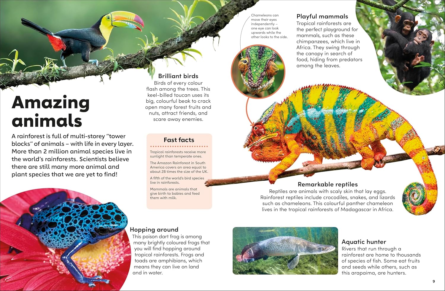 Eyewonder Rainforest