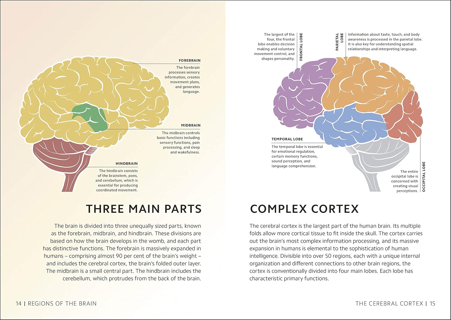 Simply The Brain