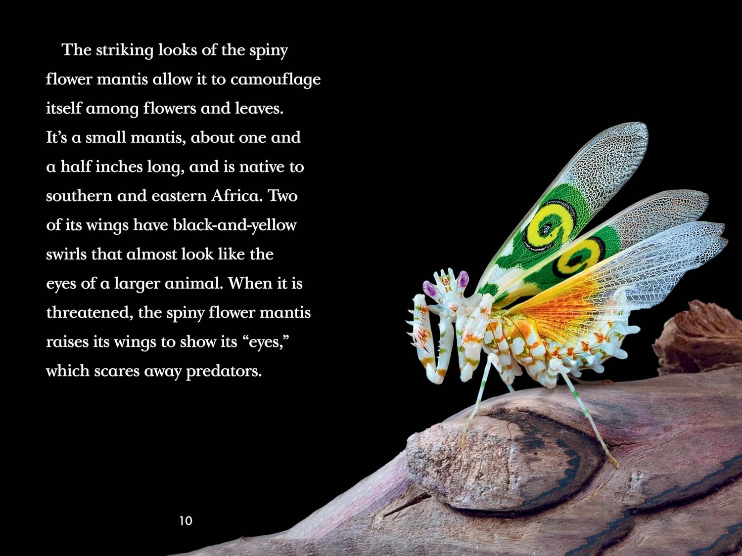 TIME for Kids: Insects