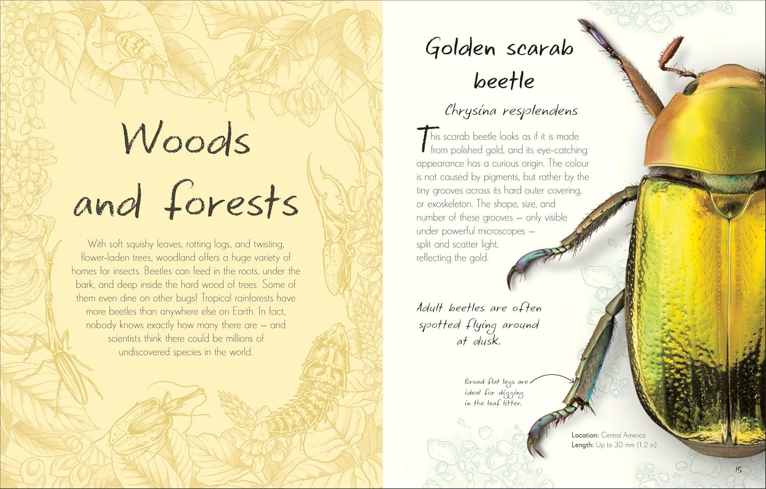 An Anthology of Beetles (Hardcover)