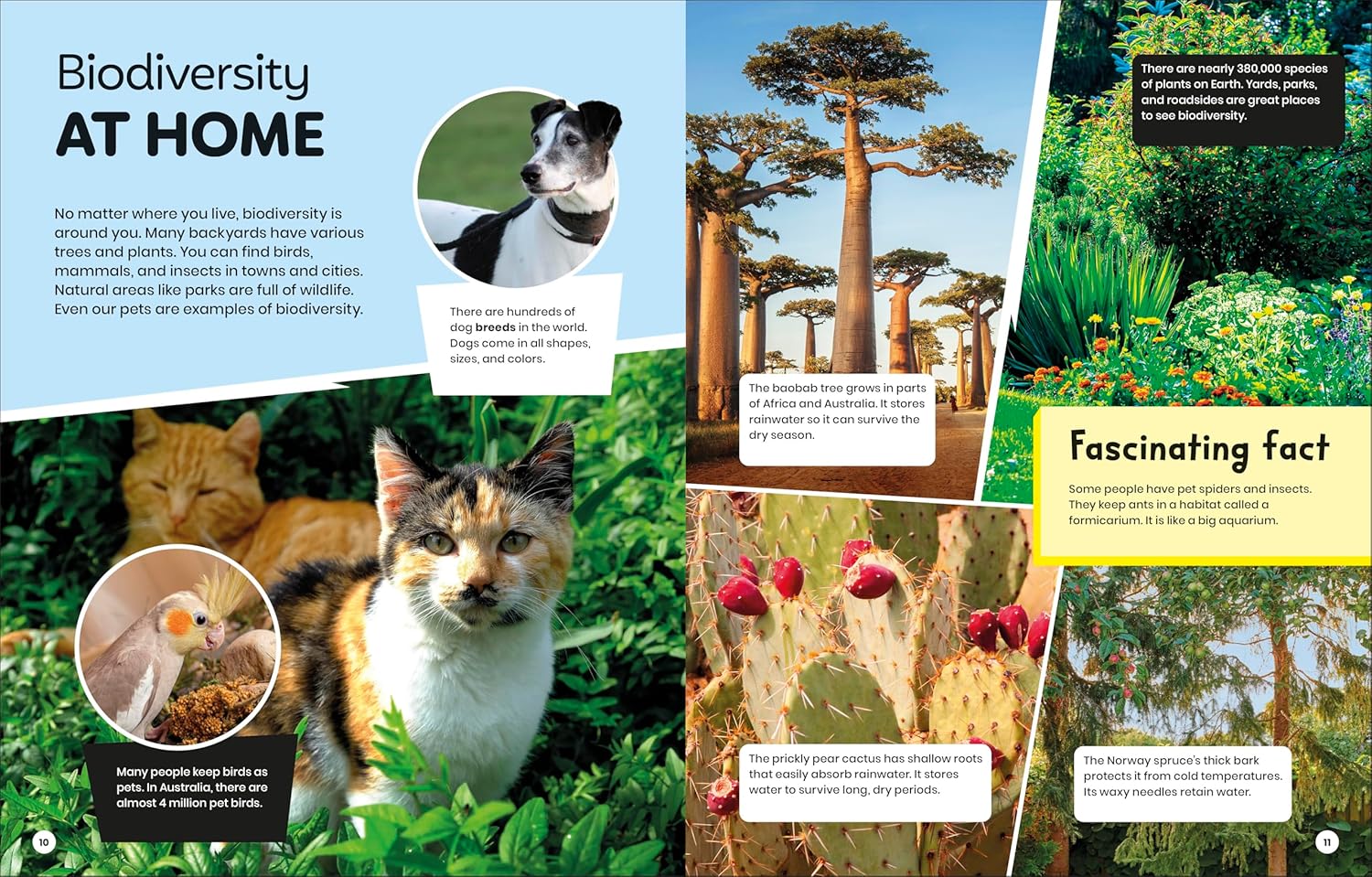 DK Super Planet Beautiful Biodiversity (Paperback)