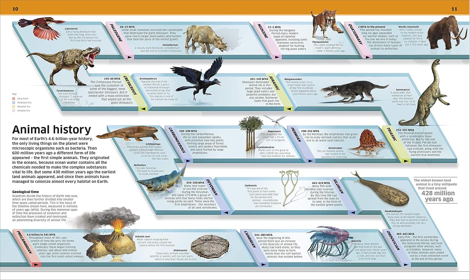 Knowledge Encyclopedia Animal (Hardcover)
