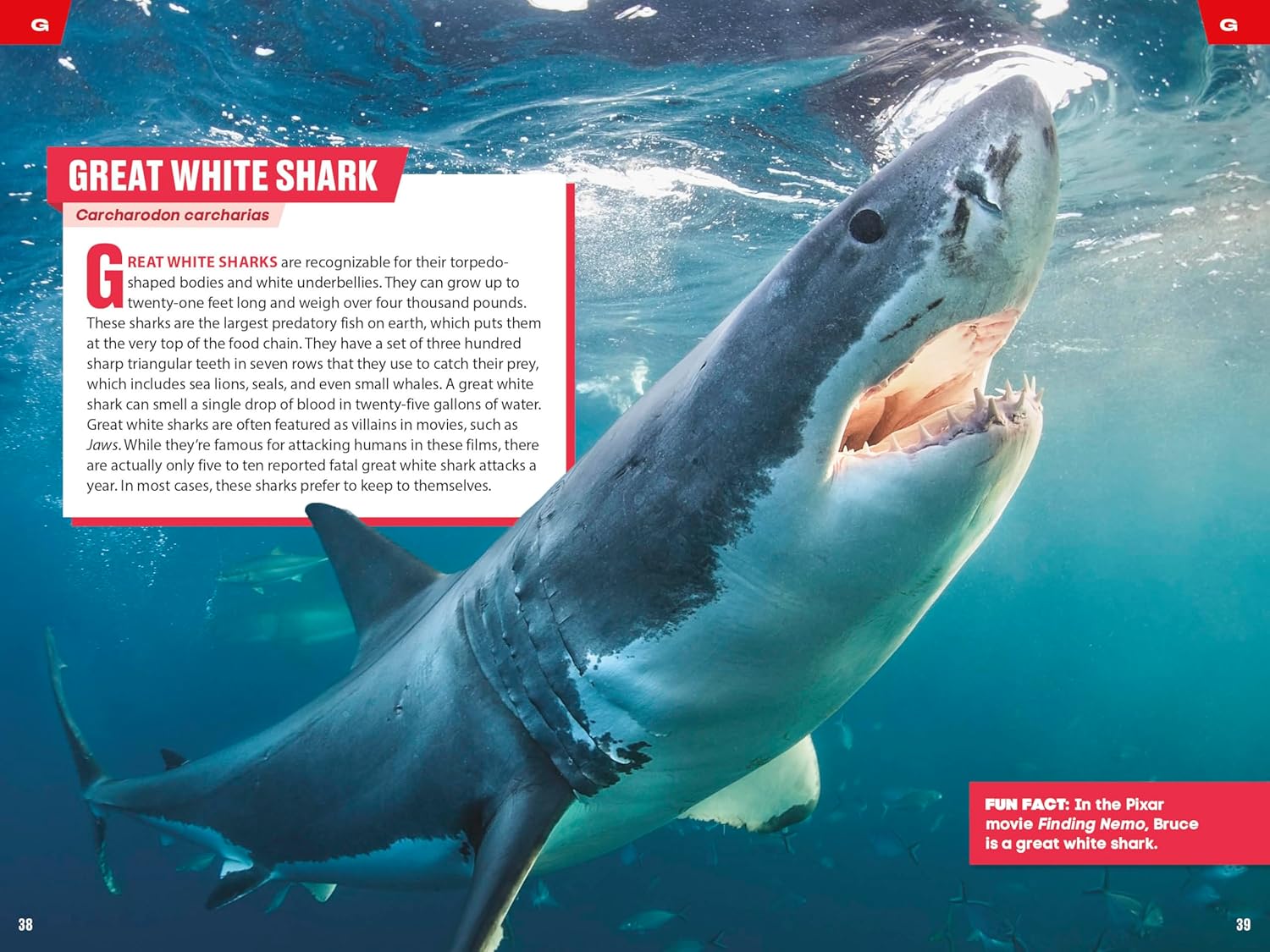 TIME for Kids: Spectacular Sea Creatures: 101 Animals You Need to Know!