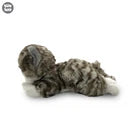 Uw Ss 12 Laying Cat