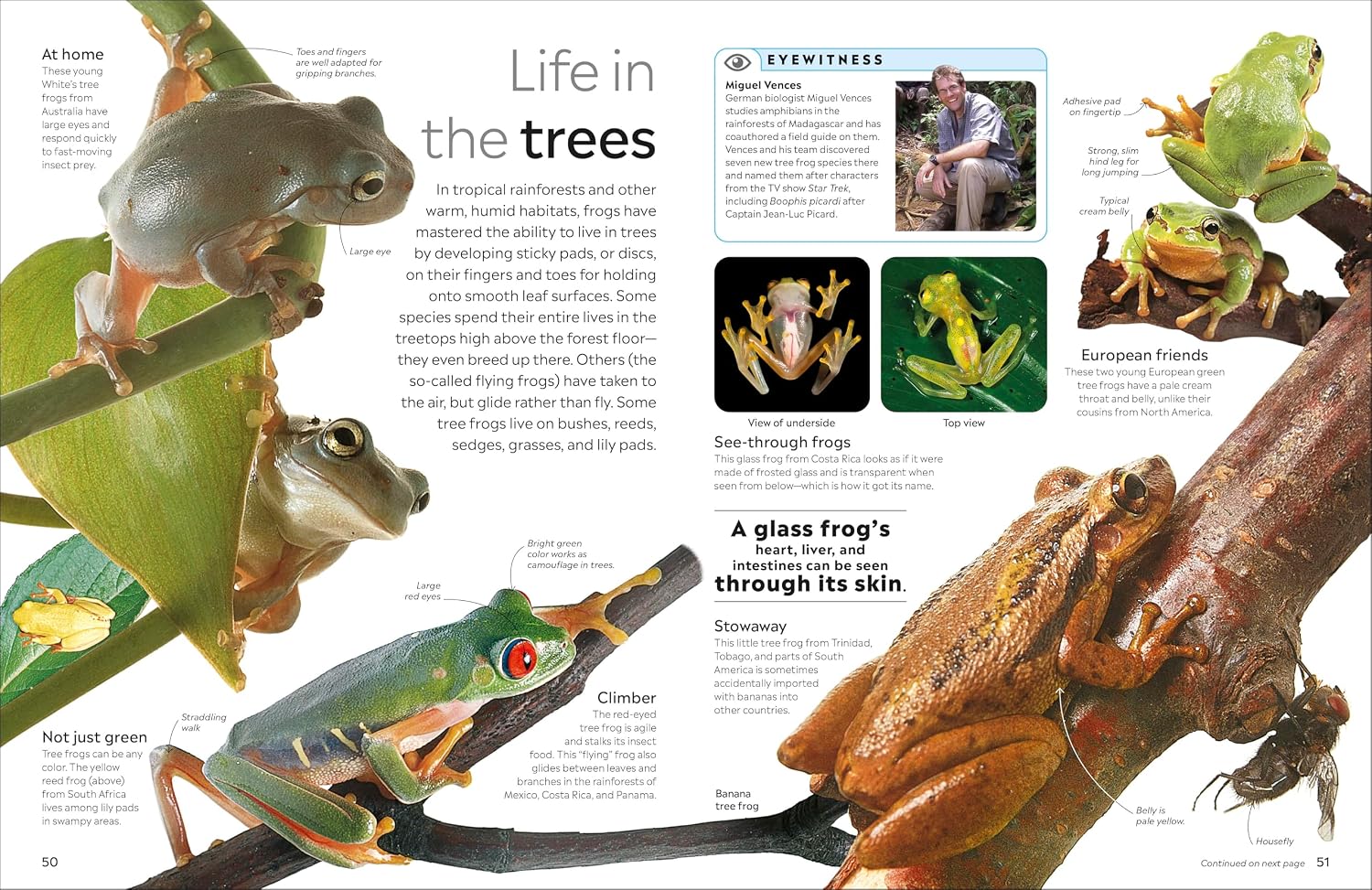 Eyewitness Amphibian (Paperback)