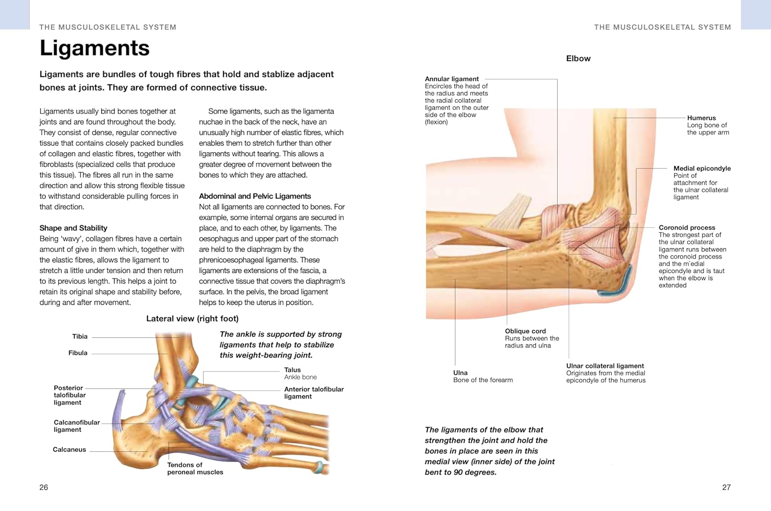 Human Anatomy: Illustrated Guide To The Human Body