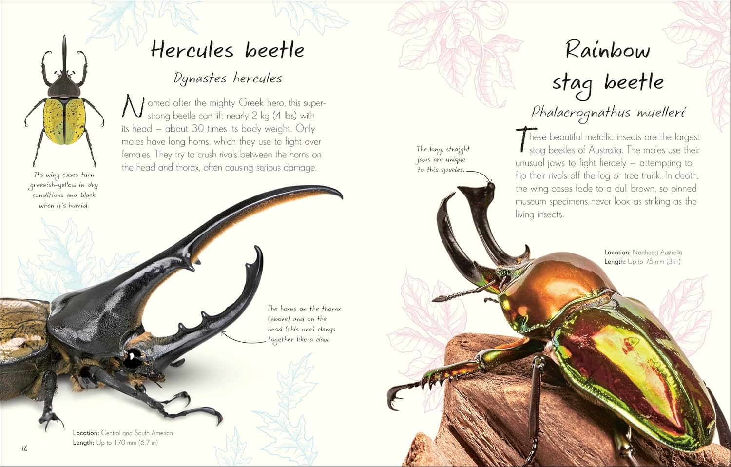 An Anthology of Beetles (Hardcover)