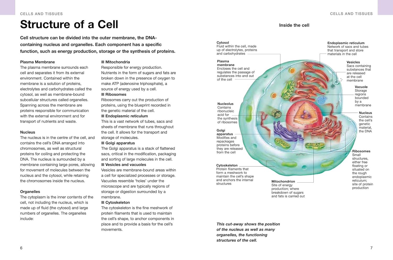 Human Anatomy: Illustrated Guide To The Human Body
