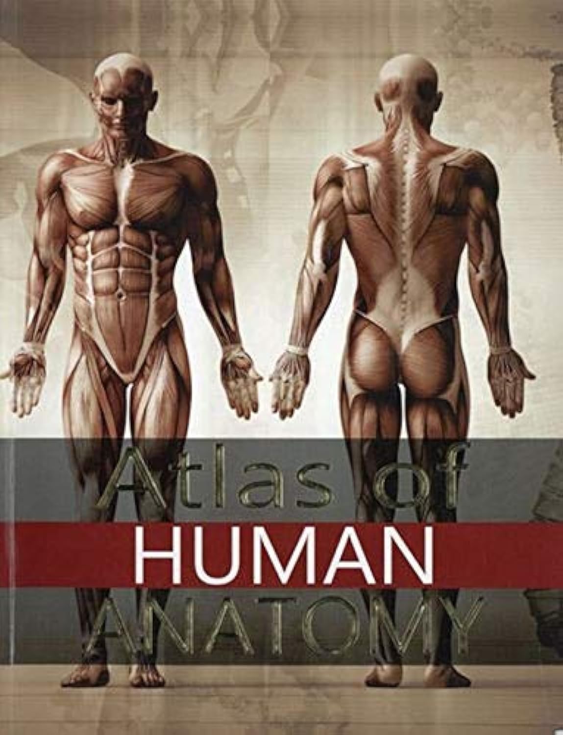 Atlas Of Human Anatomy (Paperback)