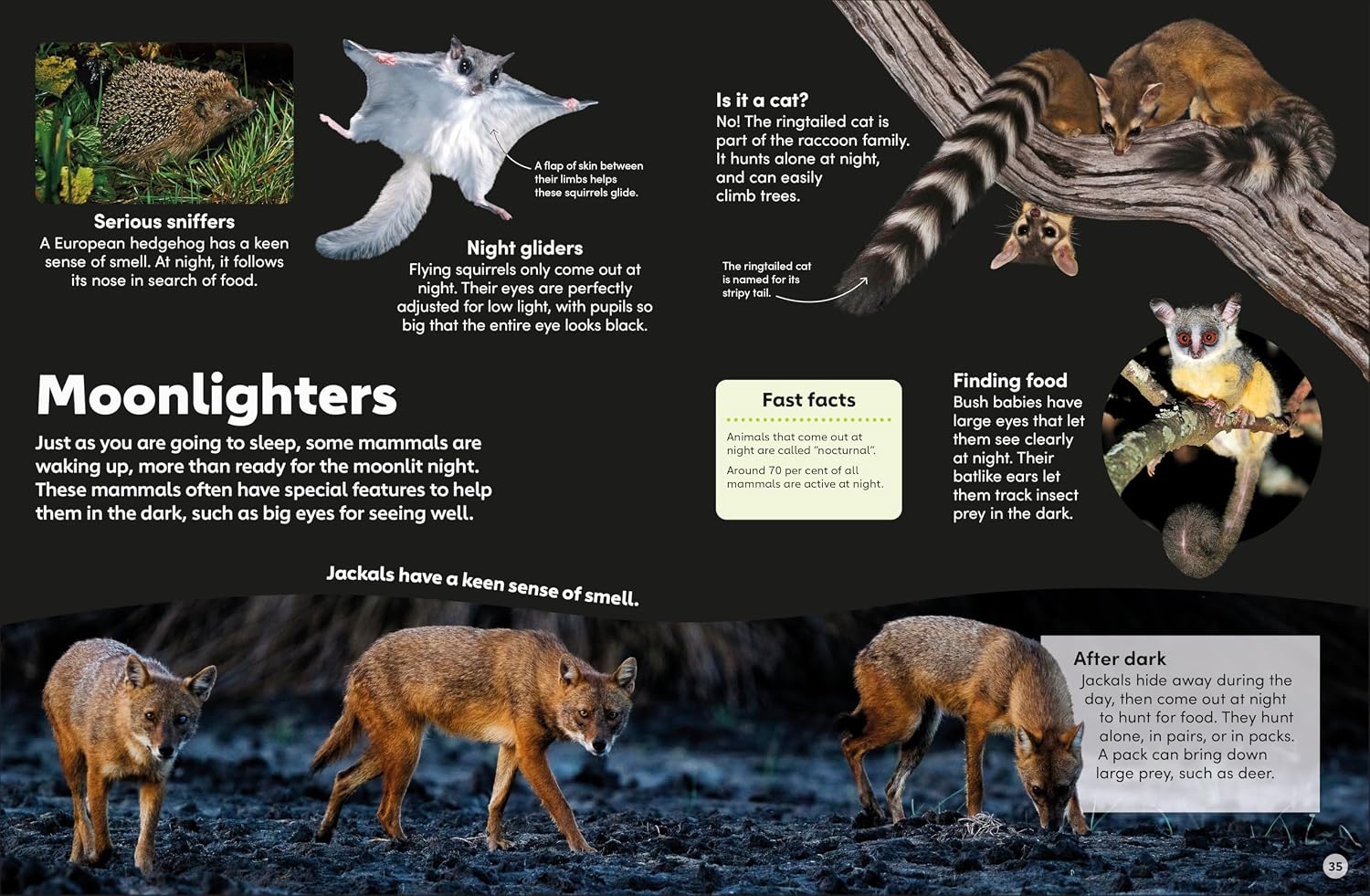 Eyewonder Mammals (Hardcover)