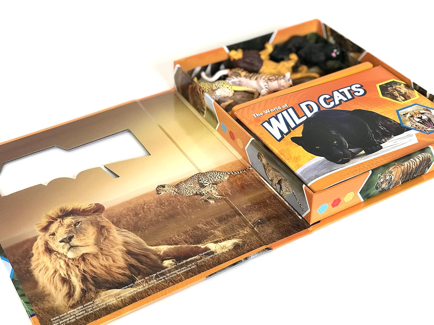 Wild Cats Pocket Explorers 
