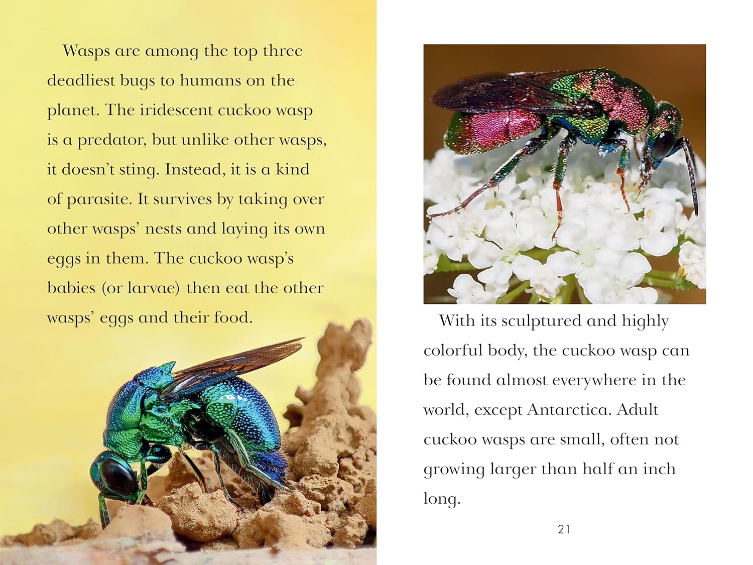 TIME for Kids: Insects