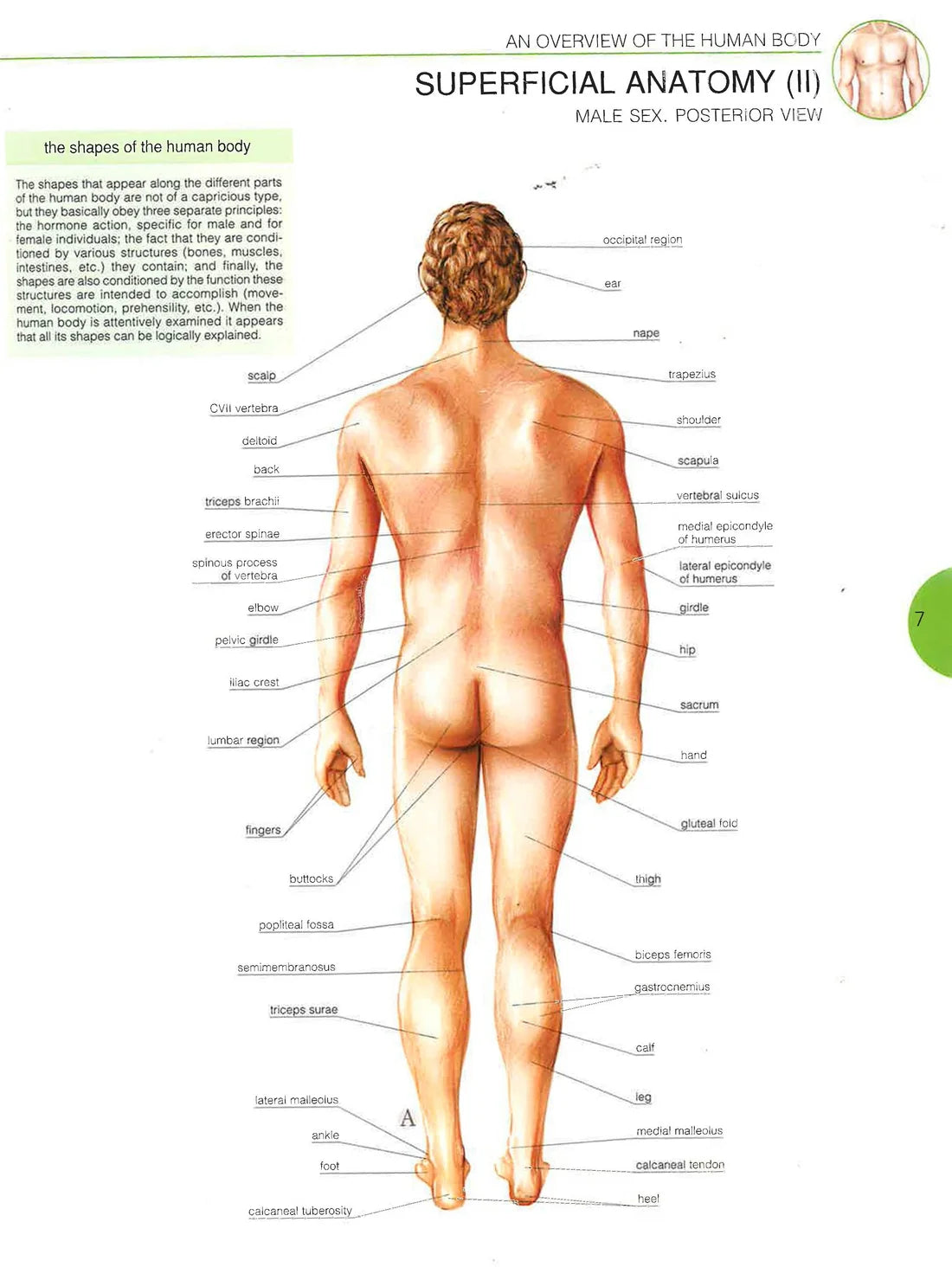 Atlas Of Human Anatomy (Paperback)