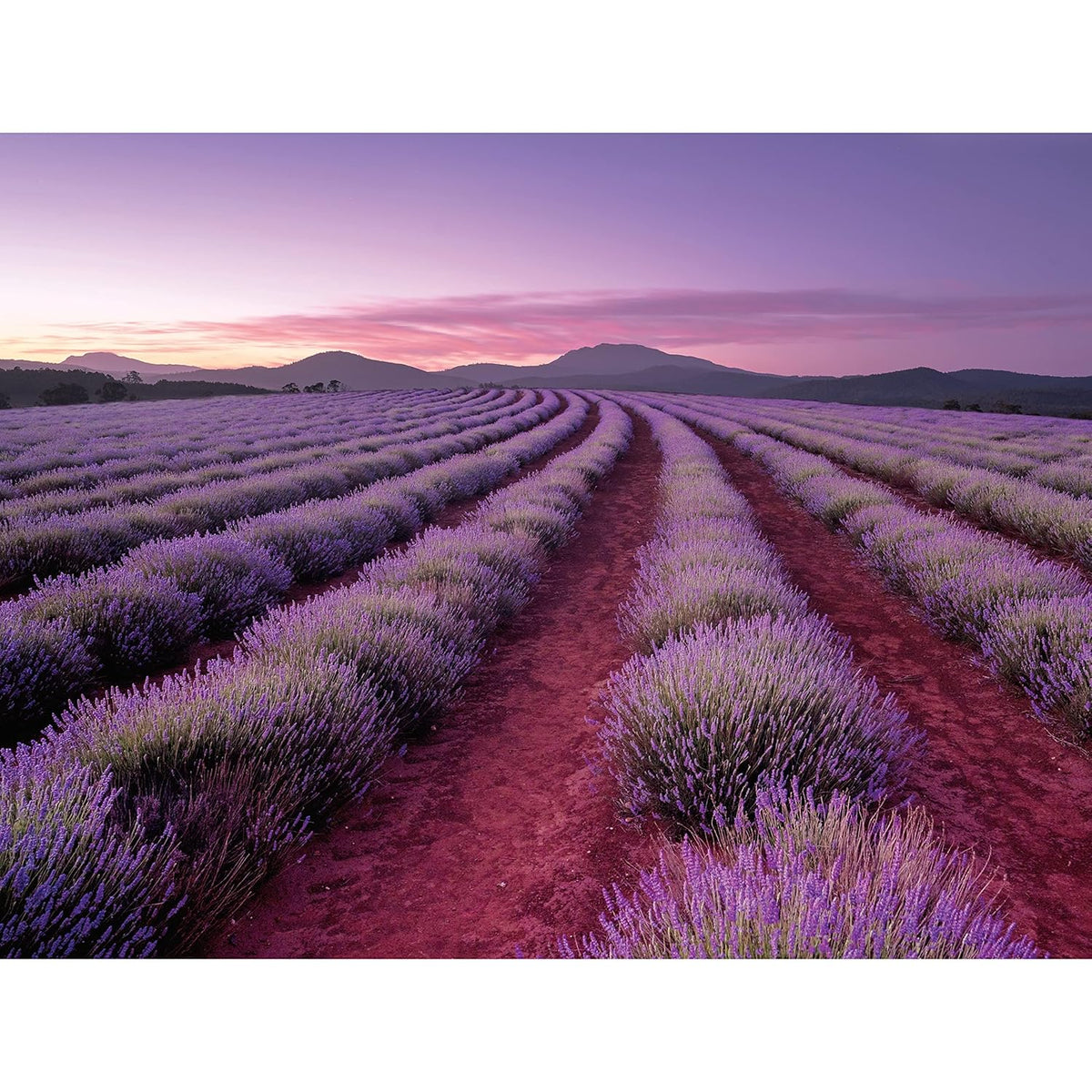 Hinkler Elevate Scented 500 Piece Jigsaw: Lavender Fields