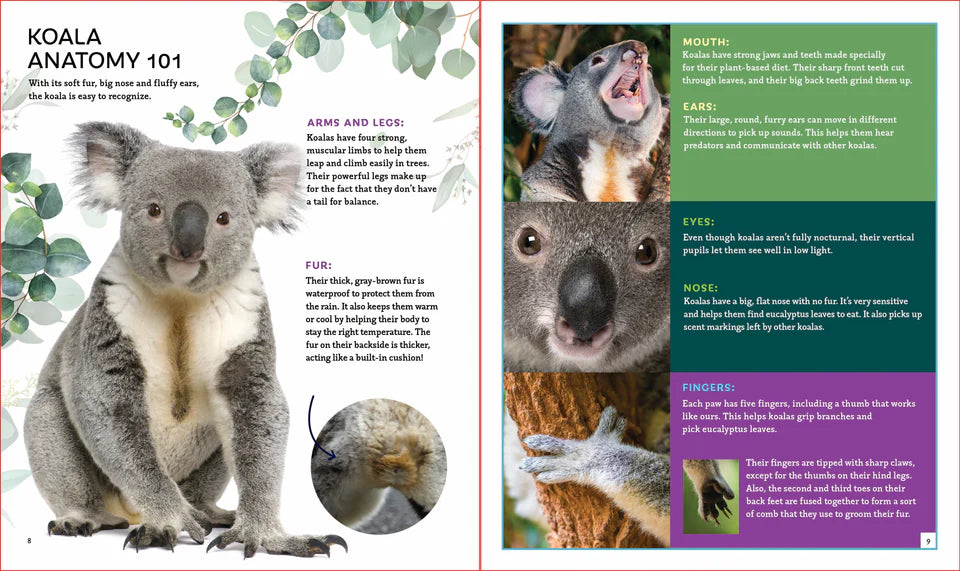 The Koala (Brainy Creatures)